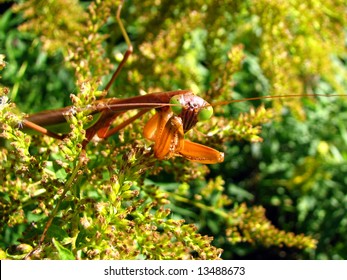 The Chinese Praying Mantis (Tenodera Aridifolia Sinensis)