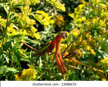 The Chinese Praying Mantis (Tenodera Aridifolia Sinensis)