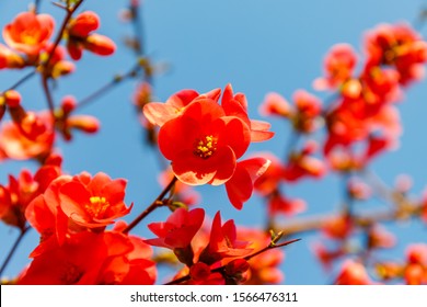 Chinese Quince Blossom In Spring.  Red Japanese Quince Blooms In Springtime. Red Flowers Of Chaemnomeles Superba Rowallane  Quince On Blue Sky.