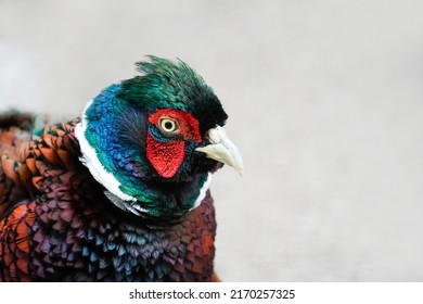 Chinese ring-necked pheasant with colorful plumage. Bird close-up. Phasianus colchicus torquatus.