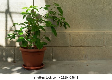 Chinese Rose Bush In A Pot Near The Wall