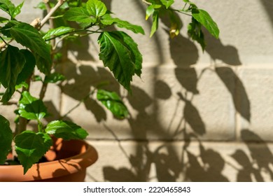 Chinese Rose Bush In A Pot Near The Wall