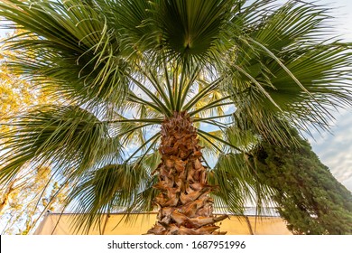 Livistona Chinensis High Res Stock Images Shutterstock