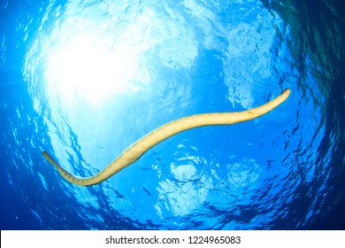 Chinese Seasnake (Black Banded Sea Snake) Against The Water Surface, Scuba Diving In Indonesia