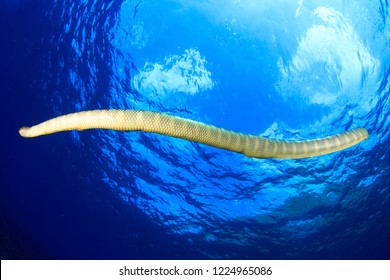 Chinese Seasnake (Black Banded Sea Snake) Against The Water Surface, Scuba Diving In Indonesia