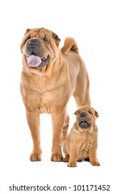 Chinese Shar Pei Dog Adult And Puppy In Front Of A White Background