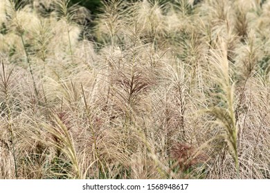 Chinese Silvergrass Miscanthus In Fall