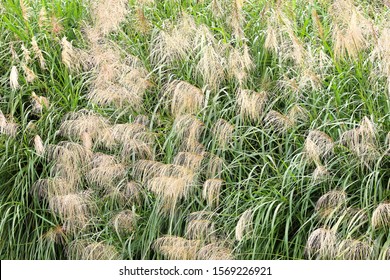 Chinese Silvergrass Miscanthus In Fall