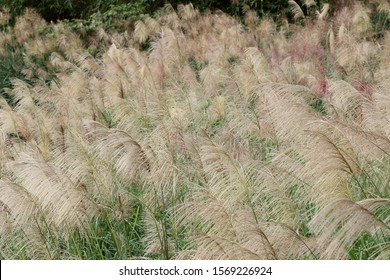 Chinese Silvergrass Miscanthus In Fall