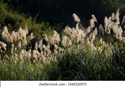 Chinese Silvergrass Miscanthus In Fall