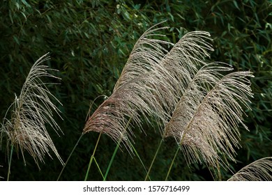 Chinese Silvergrass Miscanthus In Fall