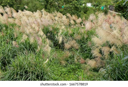 Chinese Silvergrass Miscanthus In Fall