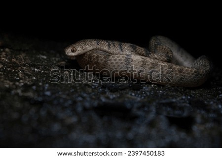 Chinese Slug Snake found at night in New Territories, Hong Kong. 
