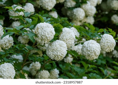 Chinese snowball viburnum flower heads are snowy. Guelder rose (viburnum opulus, viburnum Boul de Neige) in spring garden. Decorative shrubs in landscape design - Powered by Shutterstock