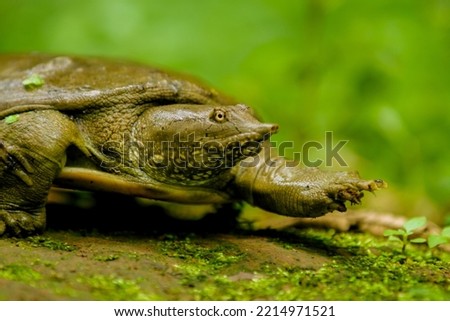 The Chinese softshell turtle (Pelodiscus sinensis)