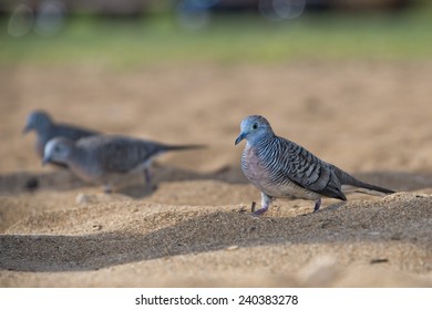 chinese spotted dove on hawaiian sandy beach - Shutterstock ID 240383278