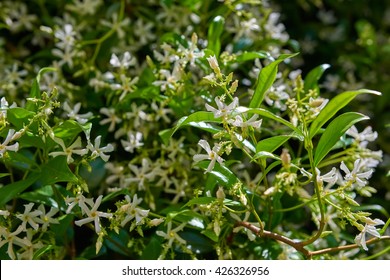 Chinese Star Jasmine Flowers