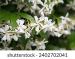Chinese star jasmine - Trachelospermum jasminoides in bloom Confederate jasmine, southern jasmine, flowering plant, native to to  Asia Japan, Korea, China 