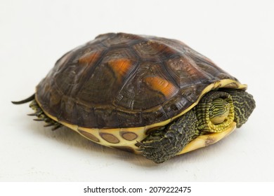 680 Stripe necked turtle Images, Stock Photos & Vectors | Shutterstock