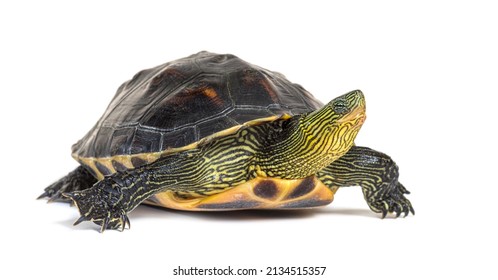 Chinese Stripenecked Turtle Mauremys Sinensis Stock Photo 2134515357 