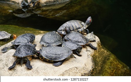 Golden tortoise head Images, Stock Photos & Vectors | Shutterstock