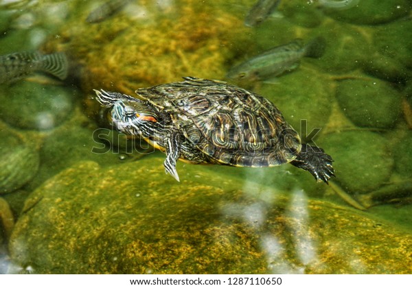 Chinese Stripenecked Turtles Golden Thread Turtle Stock Photo ...