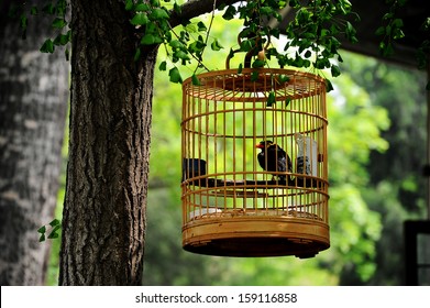 A Chinese Style Bird Cage Hanging On Tree In A Garden.