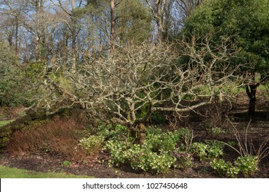 Chinese Sumac Nutgall Tree Rhus Chinensis Stock Photo 1027450648 ...