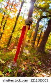 Chinese Sword In Colorful Autumn Forest