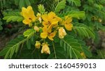 Chinese teak or Senna Alexandrina is a large genus of flowering plants in the family Fabaceae