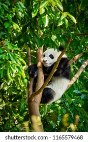 Chinese Tourist Symbol And Attraction - Cute  Giant Panda Bear Cub On Tree. Chengdu, Sichuan, China