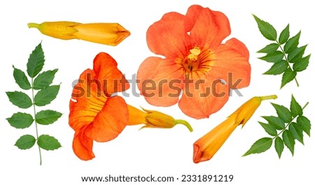 Chinese Trumpet Vine isolated on white background, Orange Chinese Trumpet Vine on white Background With clipping path.