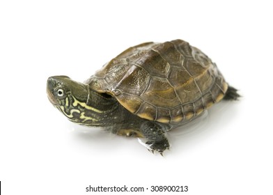 4,232 Chinese turtle Images, Stock Photos & Vectors | Shutterstock
