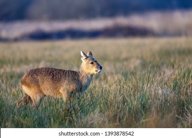 Chinese Water Deer Bilder Stockfotos Und Vektorgrafiken Shutterstock