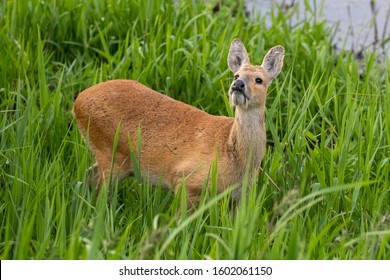 Chinese Water Deer In Long Grass Looking Up