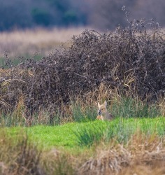 Chinese Water Deer Lying Low In The Grass.
