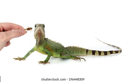 2,099 Lizard eating insect Images, Stock Photos & Vectors | Shutterstock