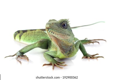 Chinese Water Dragon In Front Of White Background