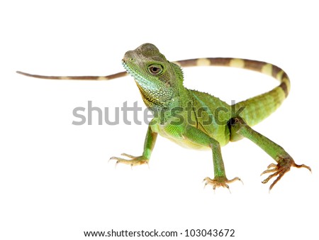 Chinese water dragon on white background picture