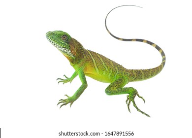 Chinese Water Dragon (Physignathus Cocincinus) On A White Background, Isolate Add Clipping Path. It Is A Large Lizard. Fresh Green Body Scales It Is Often Found Living Near Streams In Asian Forests.