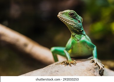 Chinese Water Dragon (Physignathus Cocincinus). Also Known As Asian Water Dragon, Thai Water Dragon, And Green Water Dragon. 