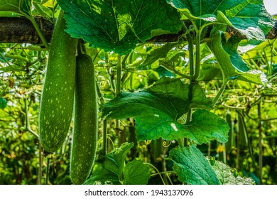 Chinese Watermelon In Vegetable Garden