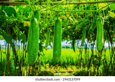 Chinese Watermelon In Vegetable Garden