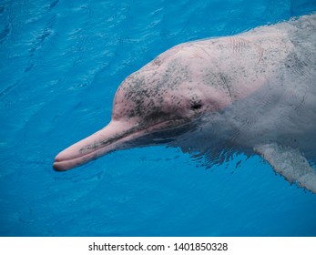 Chinese White Dolphin In Exhibit, China , Pink Dolphin 