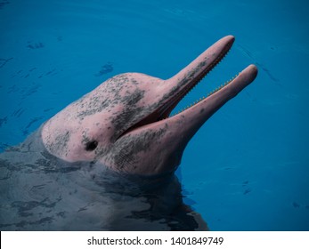 Chinese White Dolphin Greeting Tourist In Exhibit, China . Smiling Pink Dolphin   