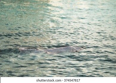 Chinese White Dolphin Swimming In Blue Sea