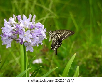 Chinese yellow swallowtail butterfly feeding on a lily of the nile flower in Hibiya park in Tokyo, Japan - Powered by Shutterstock