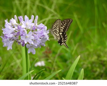 Chinese yellow swallowtail butterfly feeding on a lily of the nile flower in Hibiya park in Tokyo, Japan - Powered by Shutterstock