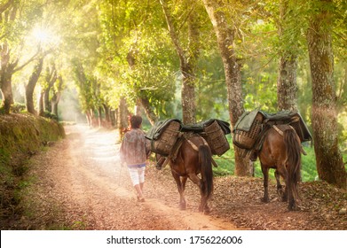 A Chinese Young Man Walking With Two Brown Horses Laden With Tea On The Tea Horse Road At Sunrise. Selective Focus.