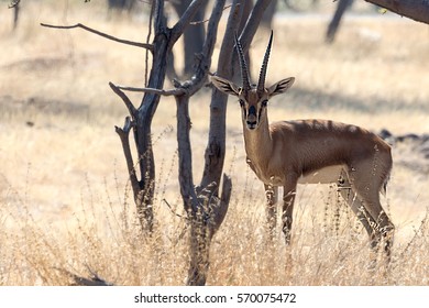 Chinkara at Mayureshwar forest reserve - Shutterstock ID 570075472